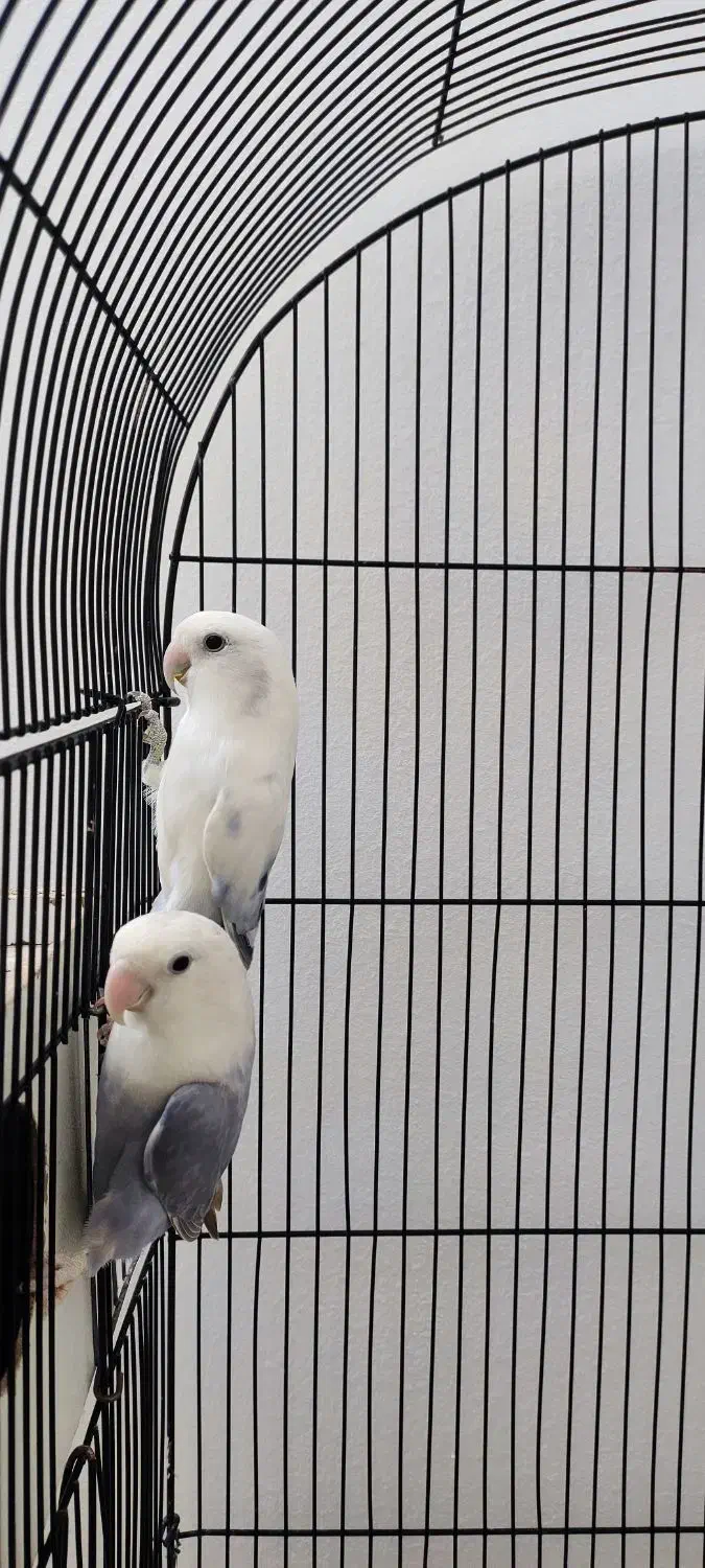 جفت طوطی کوتوله|پرنده|مشهد, شاهد (شهرک غرب)|دیوار