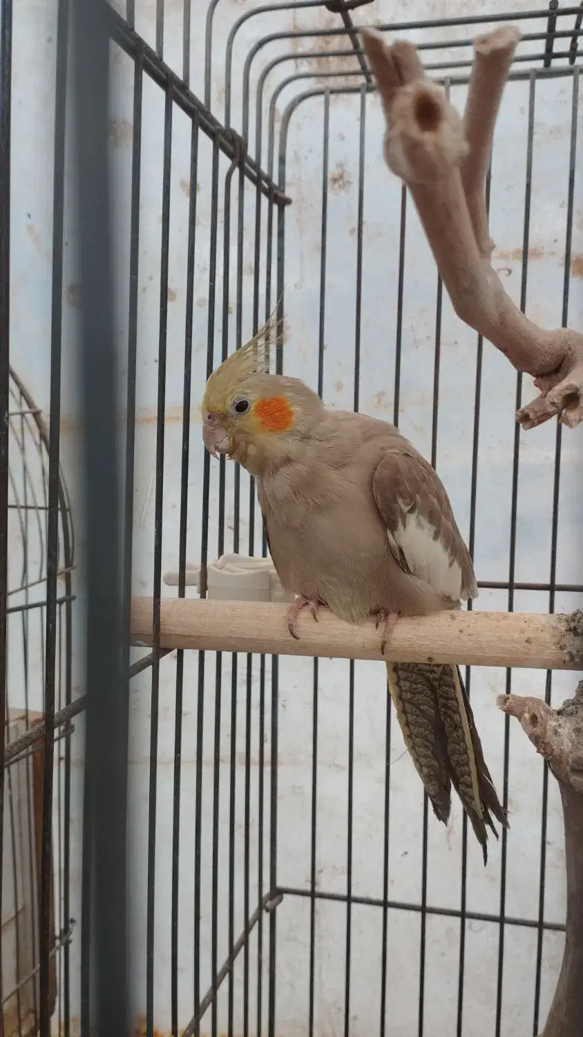 عروس هلندی|پرنده|چهارباغ, |دیوار