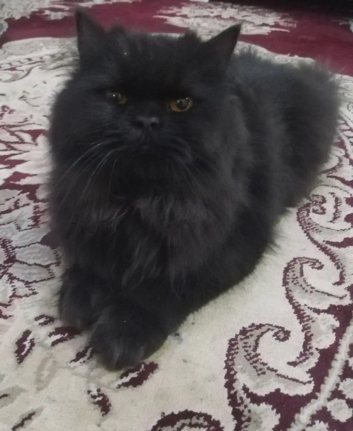 گربه پرشین|گربه|گناباد, |دیوار