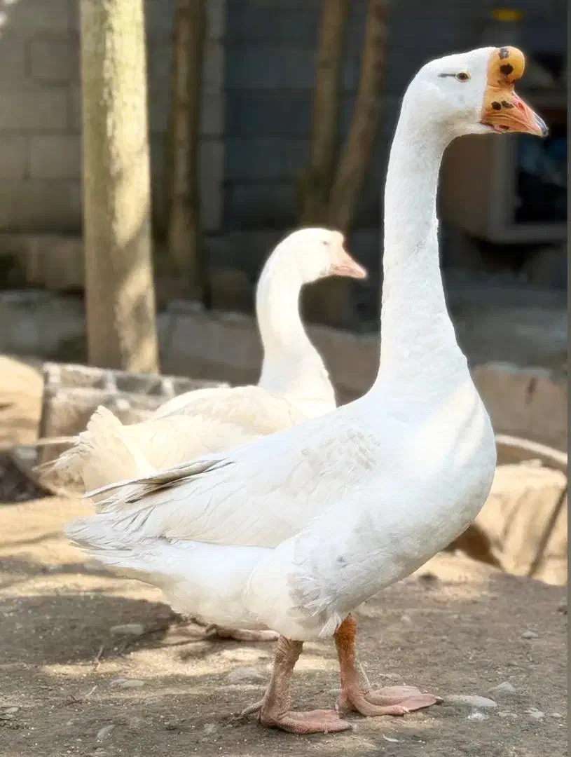 جفت قوغاز اوکراینی اصیل|حیوانات مزرعه|کومله, |دیوار