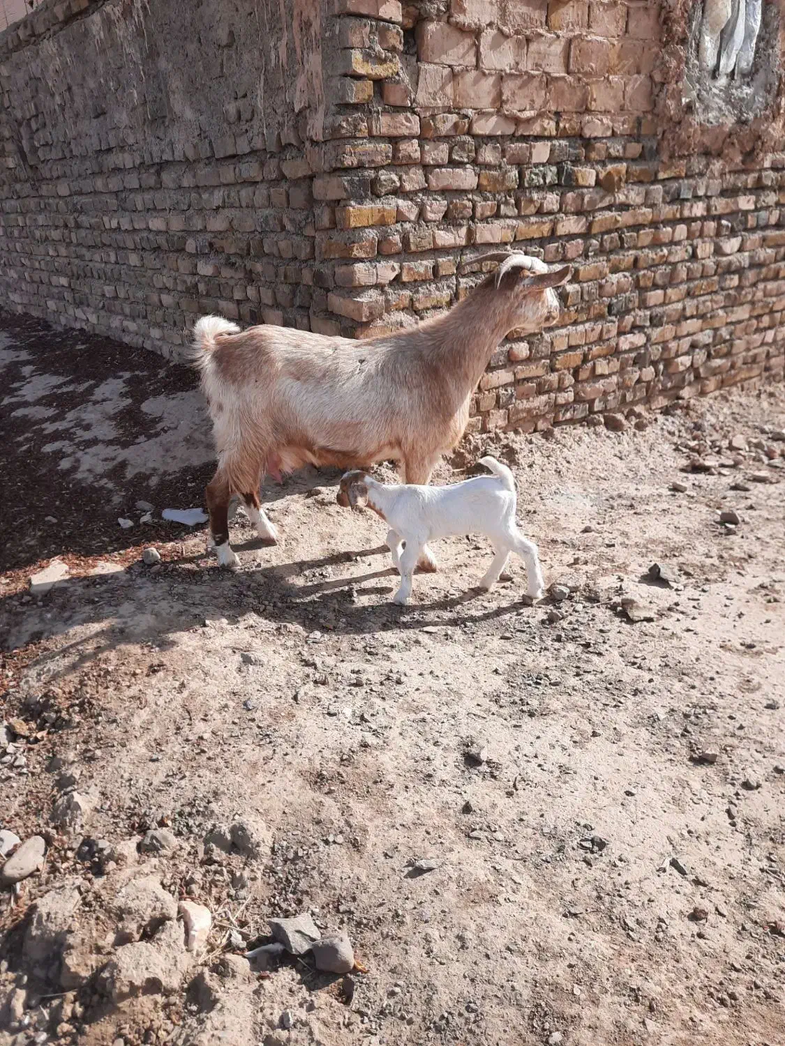 بز..|حیوانات مزرعه|فردوس (خراسان), |دیوار