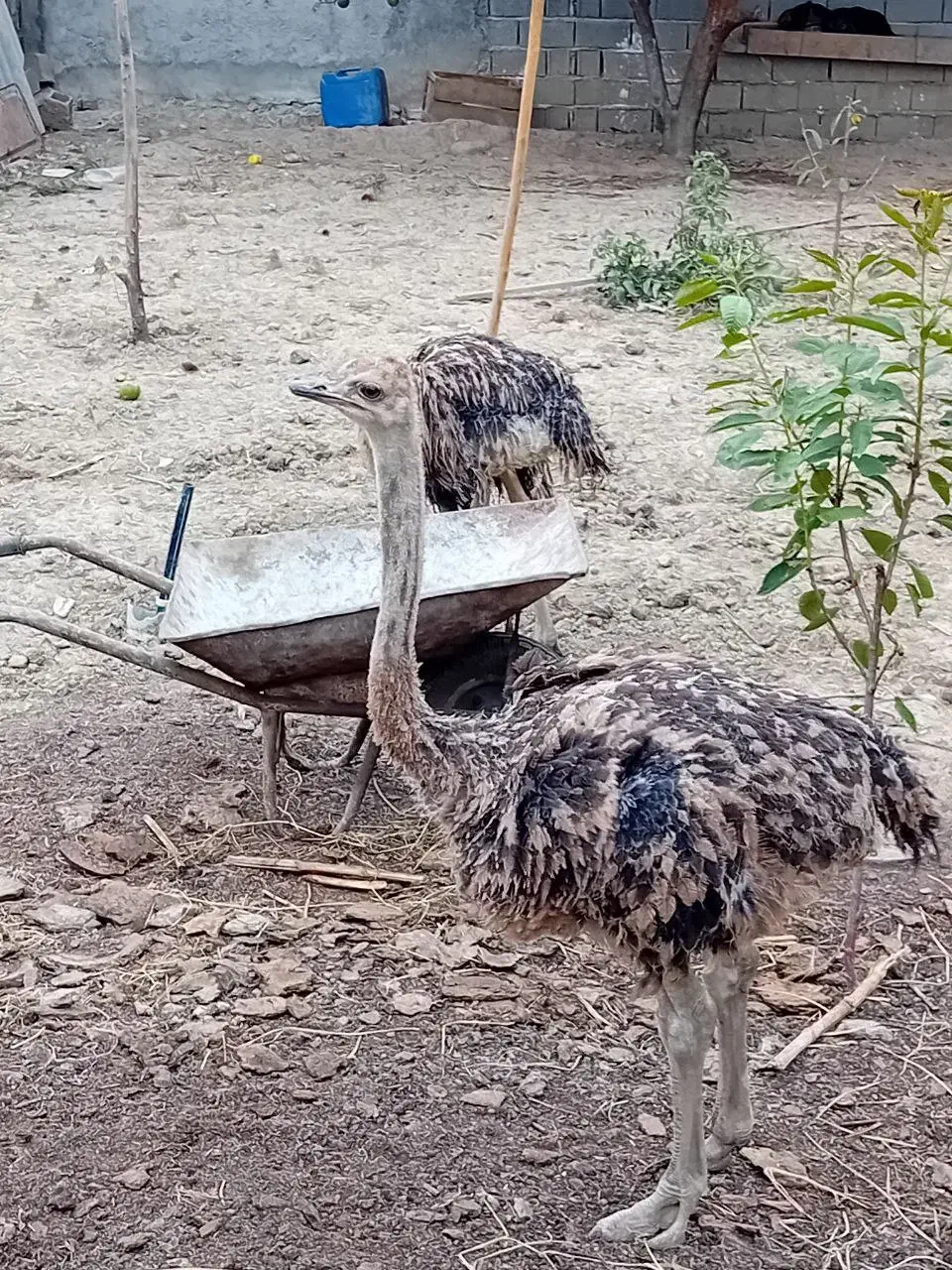شتر مرغ ۲ عدد|حیوانات مزرعه|قائم‌شهر, |دیوار