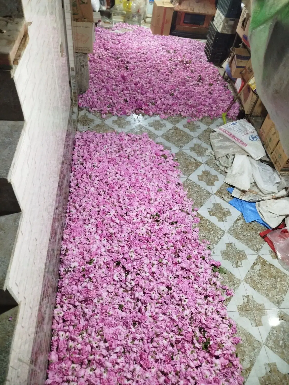 گل محمدی|گل و گیاه طبیعی|مشهد, کوی سیدی|دیوار