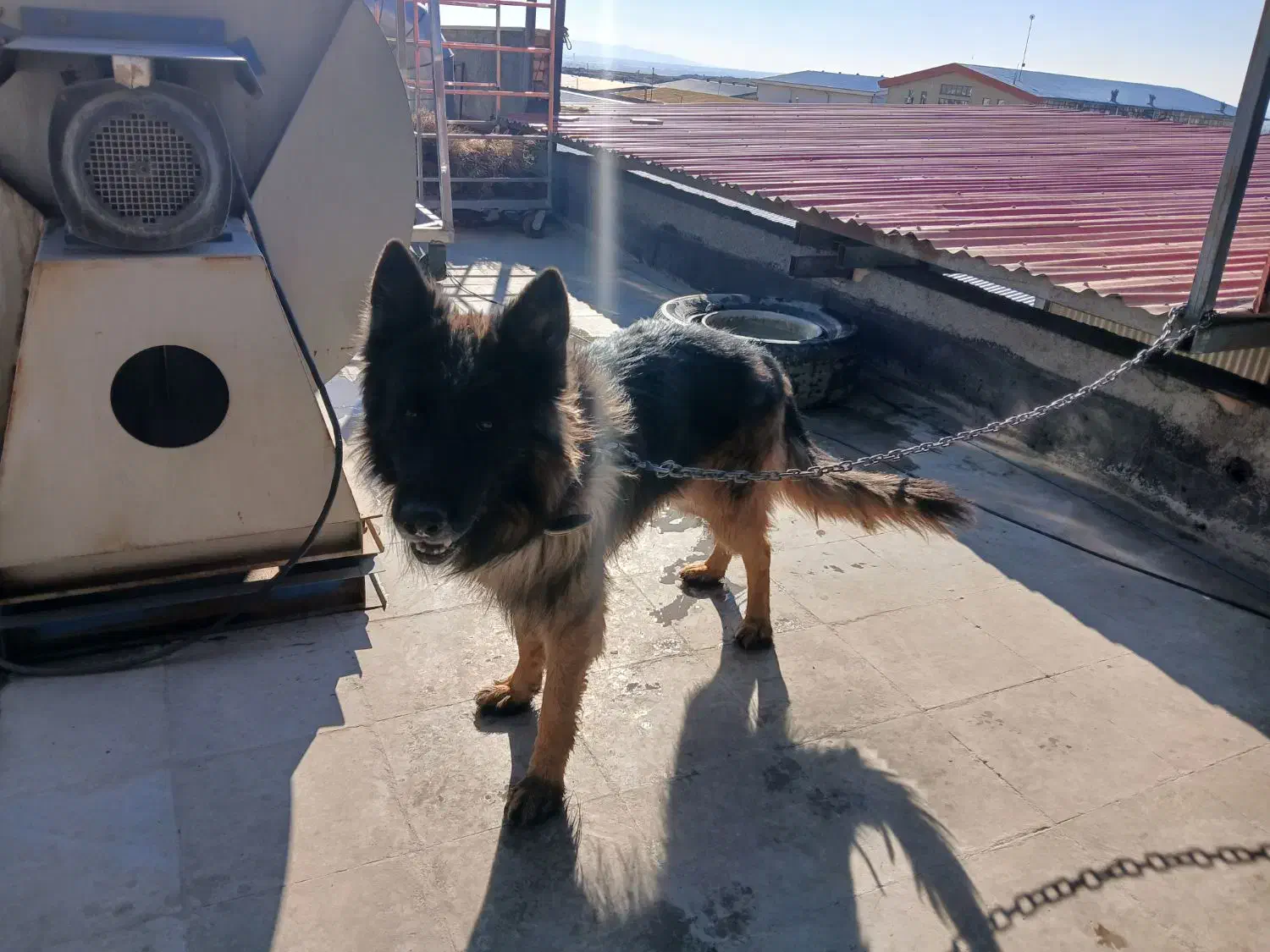 سگ ژرمن|سگ|رباط‌کریم, شهرک صنعتی نصیرآباد|دیوار