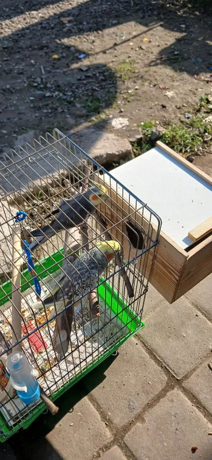 جفت عروس هلندی با چهارتا تخم|پرنده|فومن, |دیوار