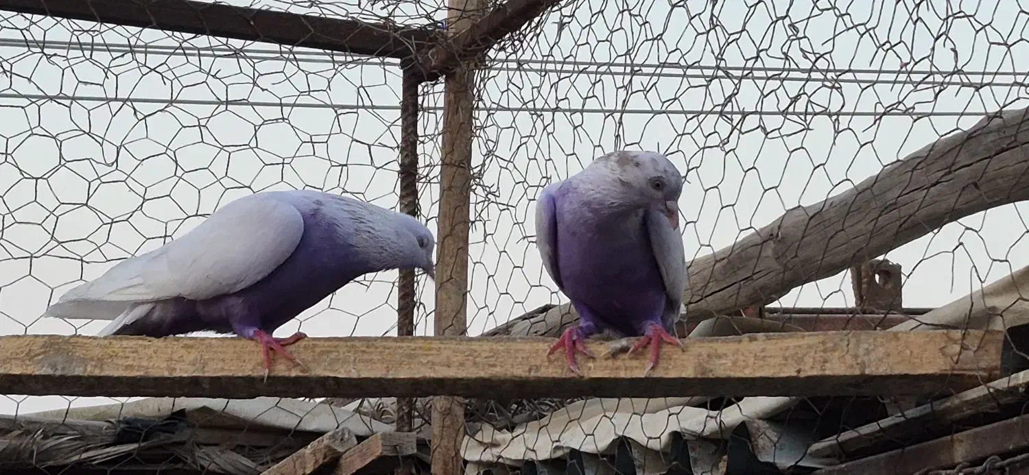 کبوتر پتی وآله وارداتی|پرنده|بندرعباس, |دیوار