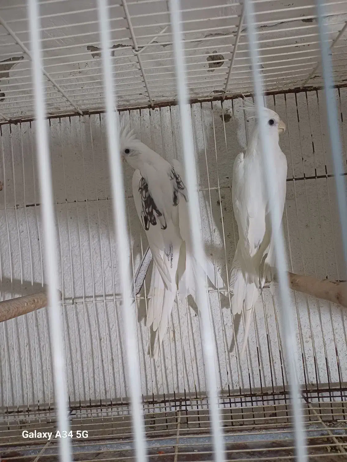 طوطی عروس آلببنو دوکت پروانی مولد|پرنده|بابل, |دیوار