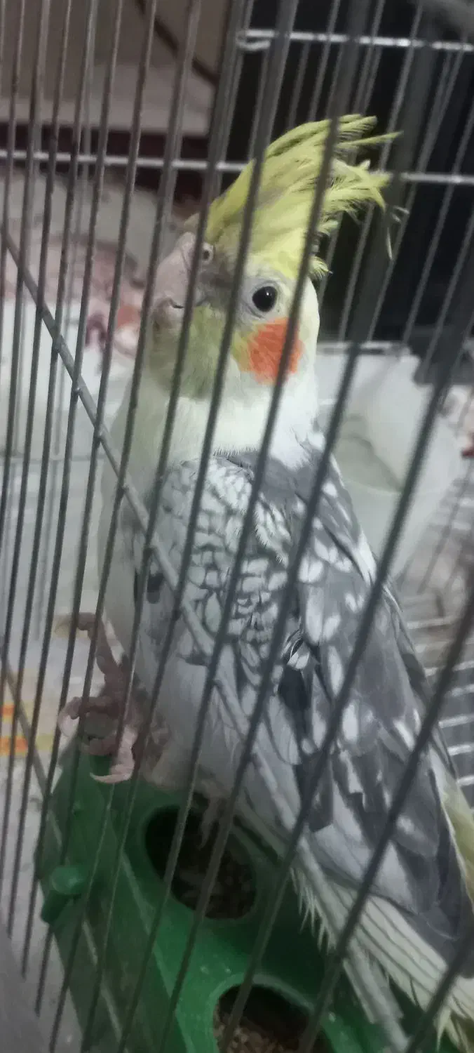 عروس هلندی|پرنده|پاکدشت, پاکدشت (مامازند)|دیوار