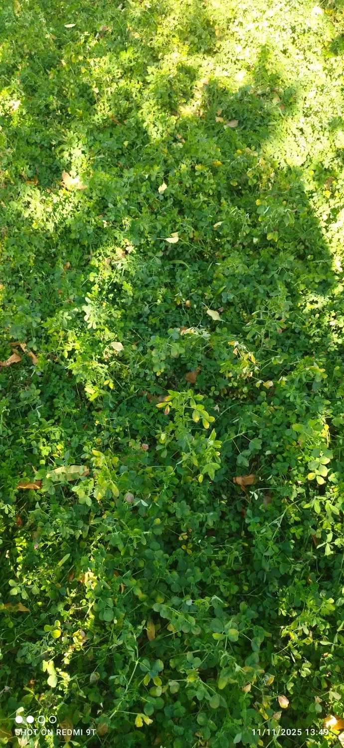 یونجه تازه یک ونیم طناب|لوازم جانبی حیوانات|نوشین شهر, |دیوار