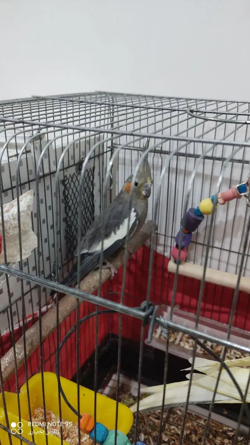 عروس پاریس معاوضه|پرنده|اهواز, سپیدار|دیوار