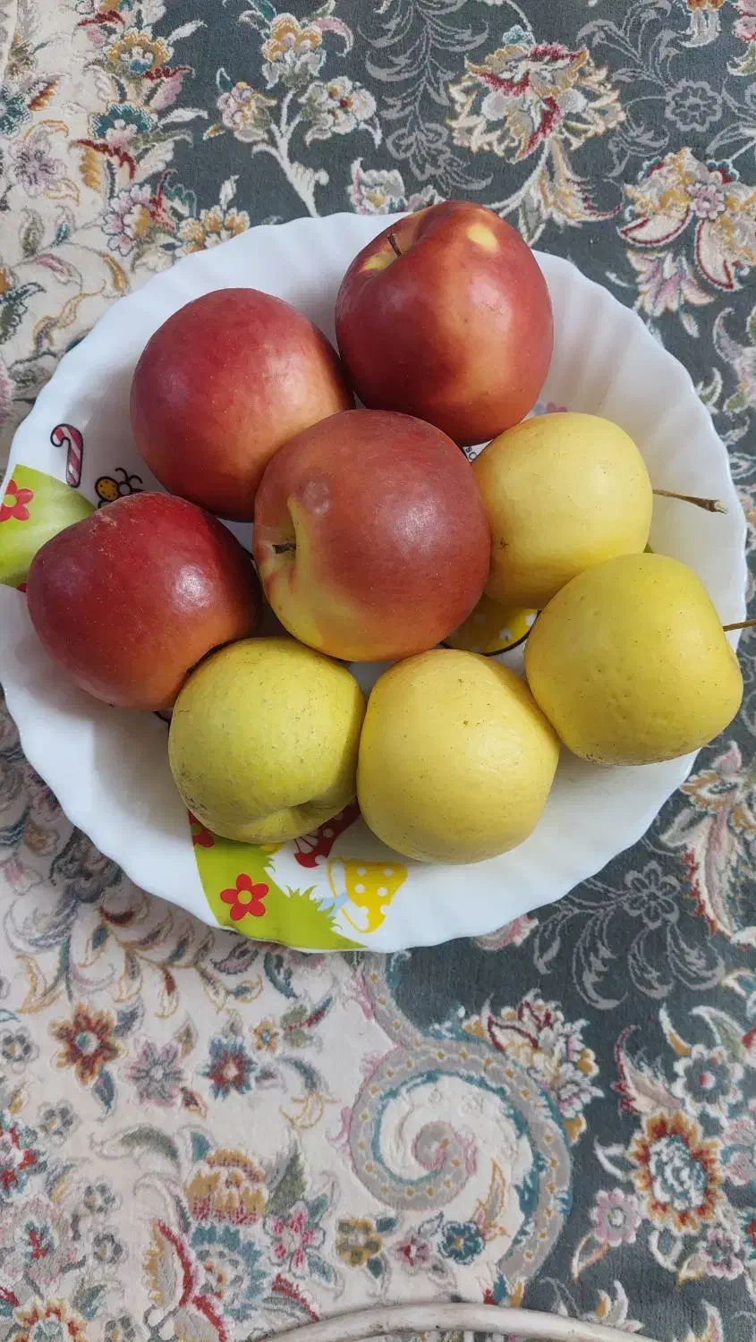 سیب لبنانی و شمرونی|عمدهفروشی|لواسان, |دیوار