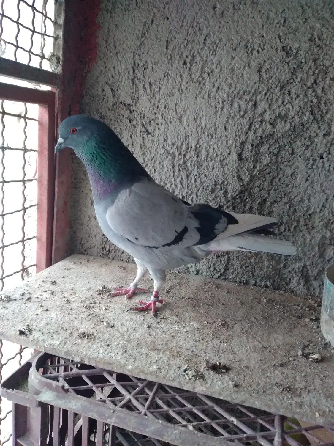 کفتر پرشی بدرد بخور|پرنده|ری, شهرک نظامی|دیوار