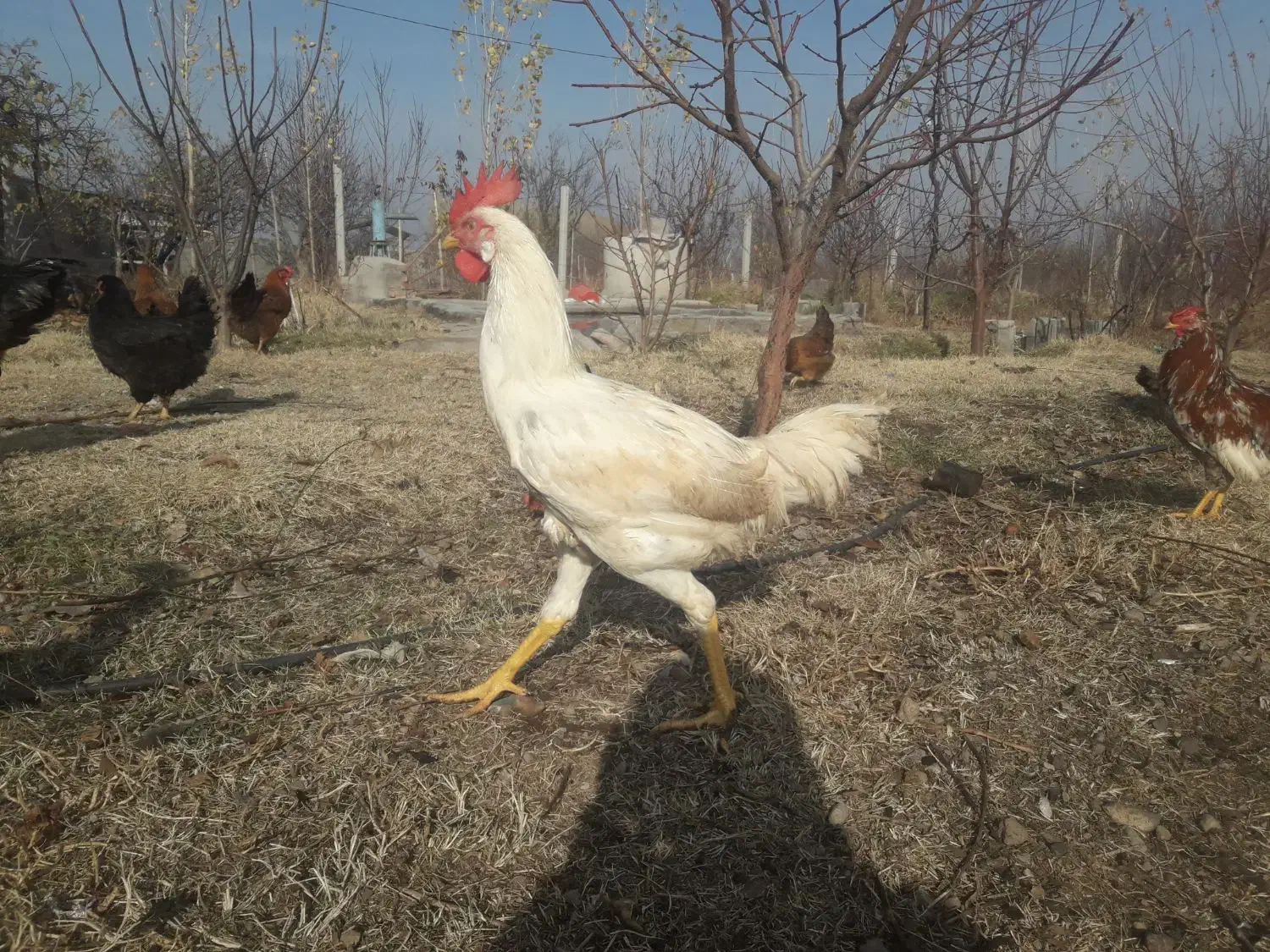 خروس لاری و گلین|حیوانات مزرعه|مشگین شهر, |دیوار