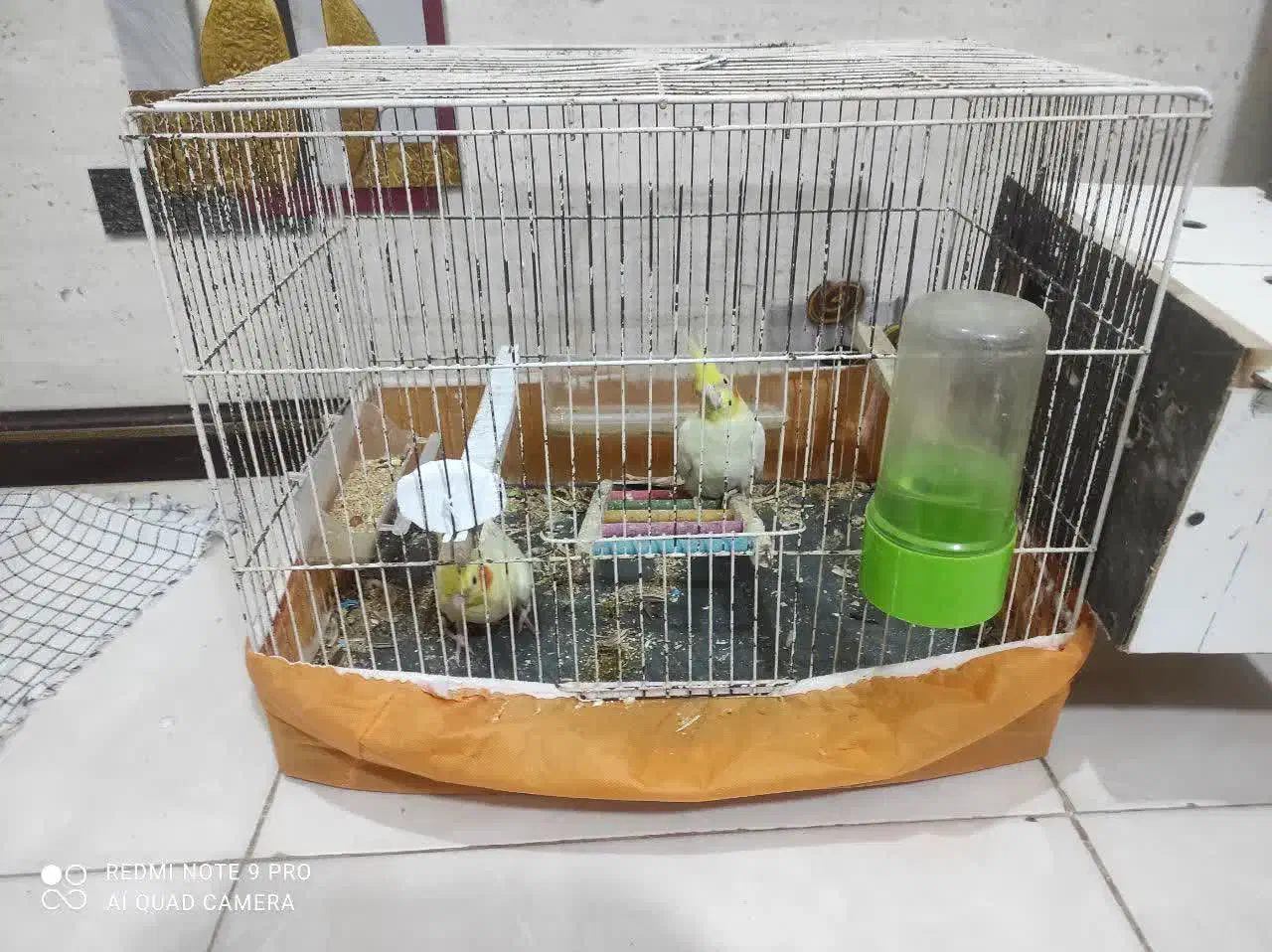 عروس هلندی لوتیو|پرنده|بندر ماهشهر, |دیوار