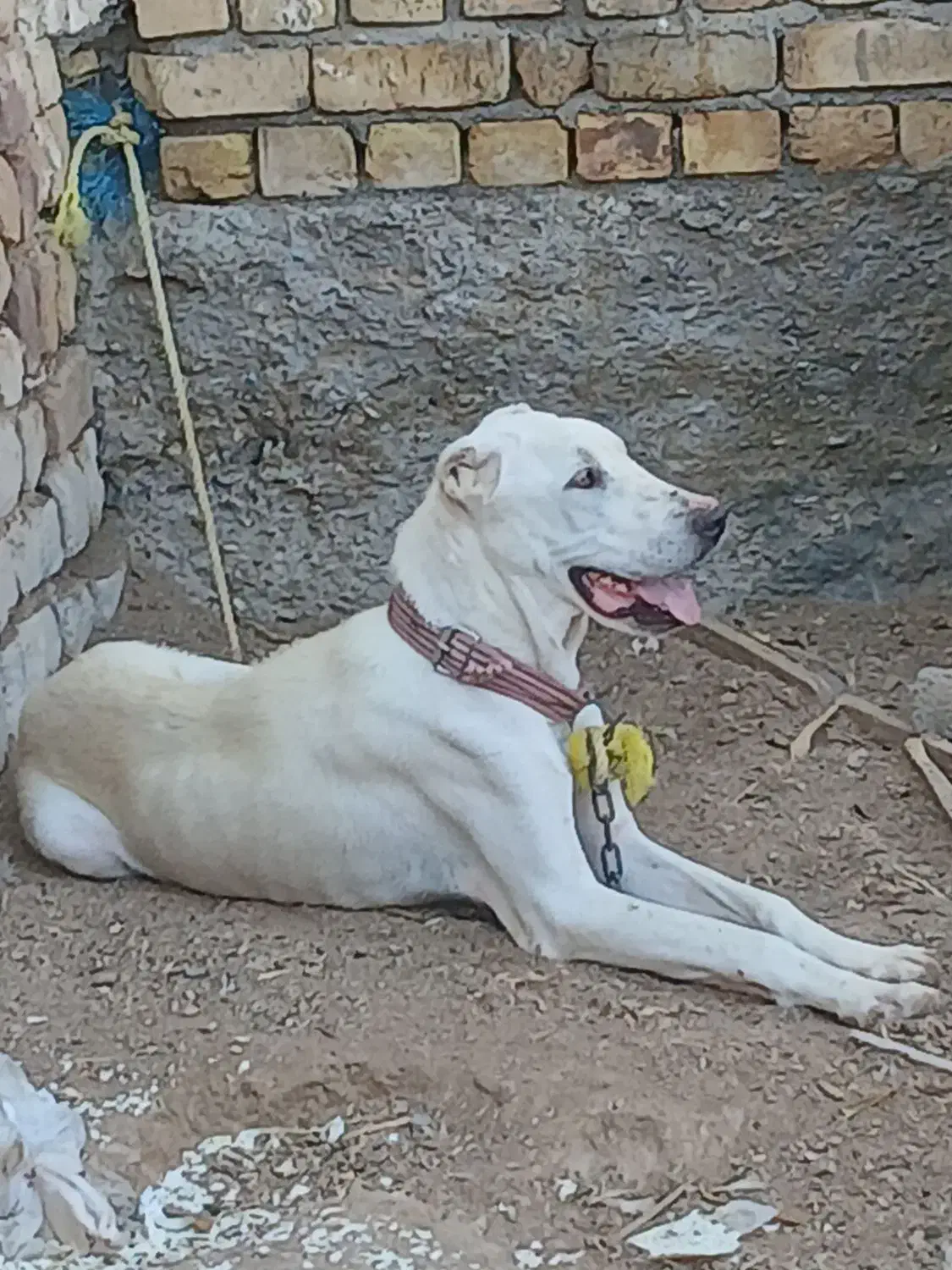 سگ الابای|سگ|قمرود, |دیوار