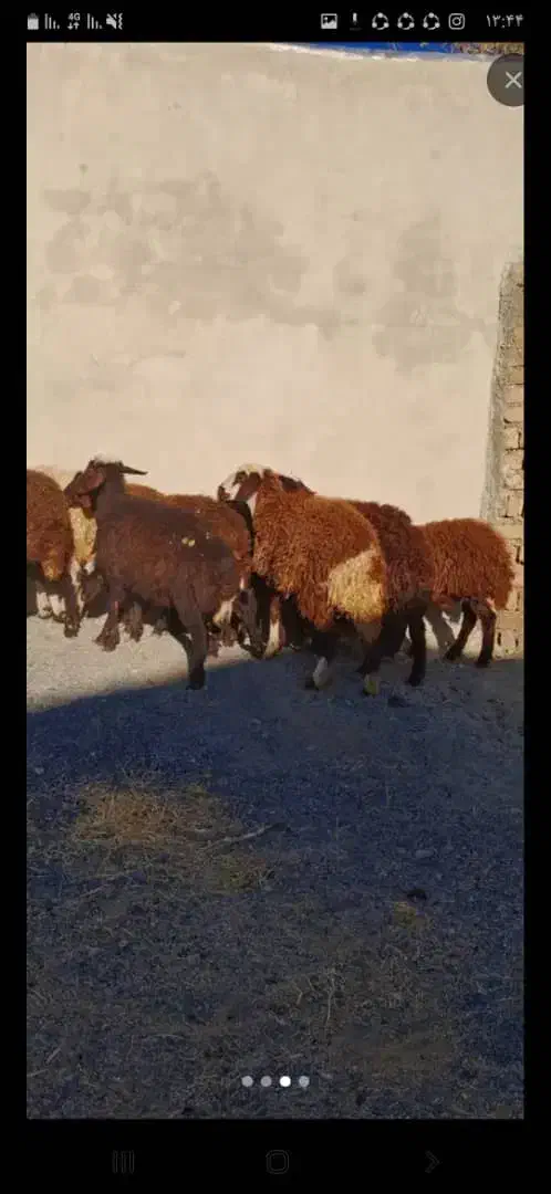 بره ماده جنس|حیوانات مزرعه|شازند, |دیوار