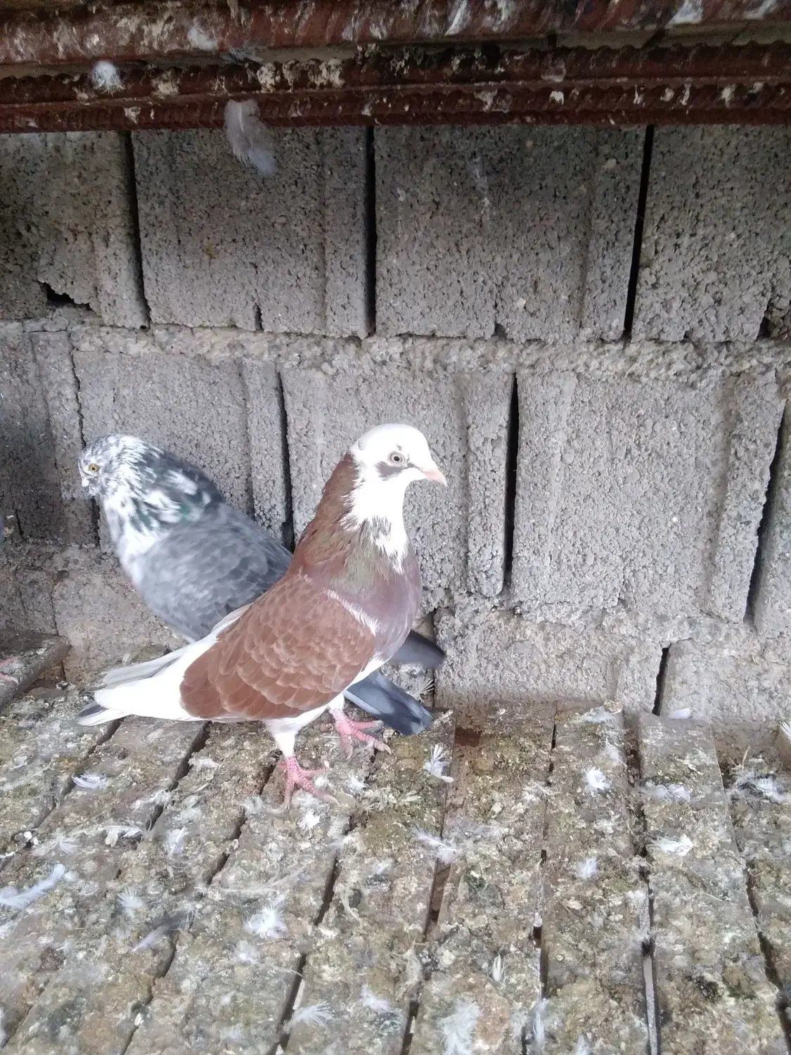 یه دونه شازده سرخ یه دلم کاکلی|پرنده|چالوس, |دیوار