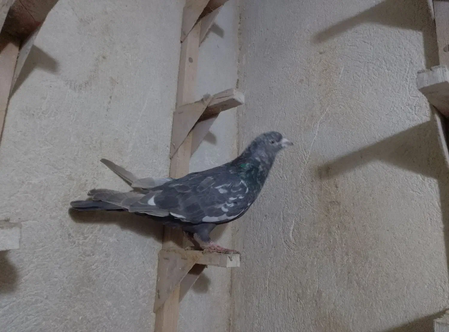 کفتر.|پرنده|شیراز, سیاه سنگ|دیوار