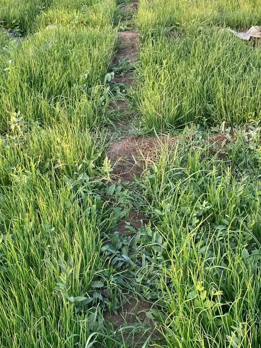 نهال پیاز مینروا دستگیری|گل و گیاه طبیعی|جیرفت, |دیوار