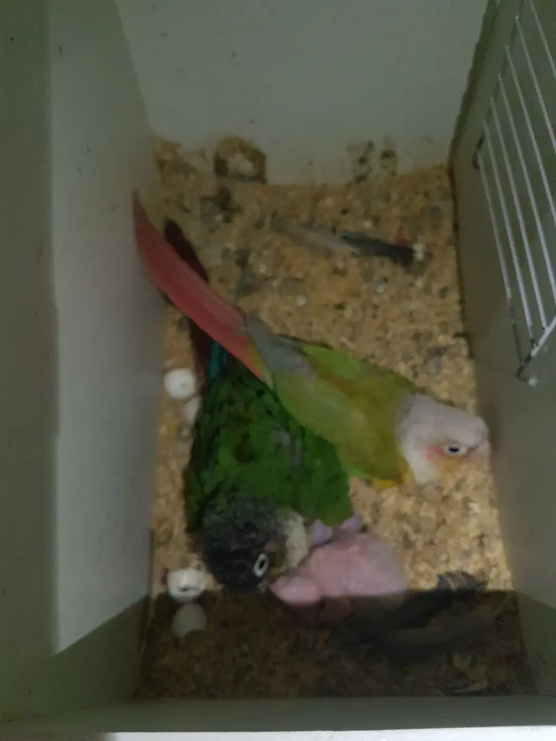 گرینچیک مولد|پرنده|مشهد, محمدآباد|دیوار