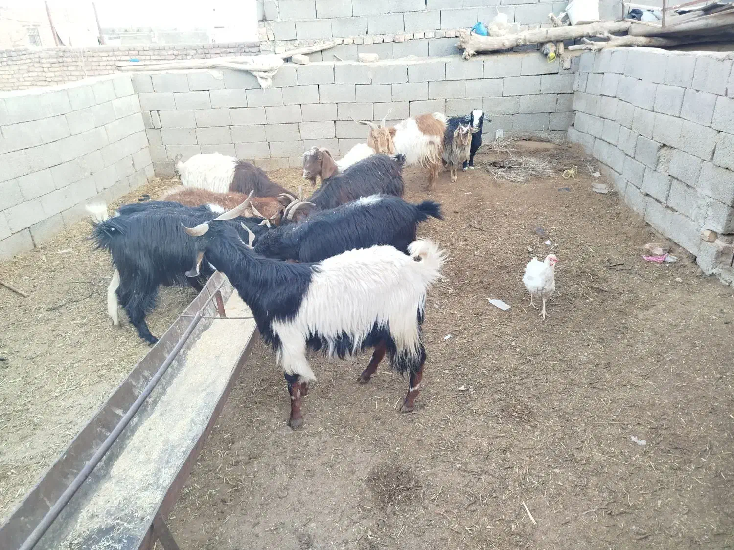 فروش بز|حیوانات مزرعه|زیرکوه, |دیوار