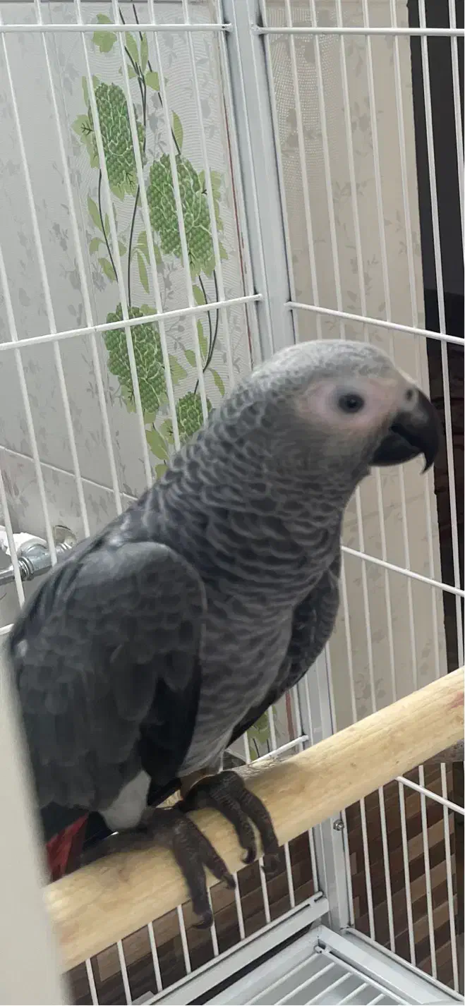 کاسکو|حیوانات|زنجان, |دیوار