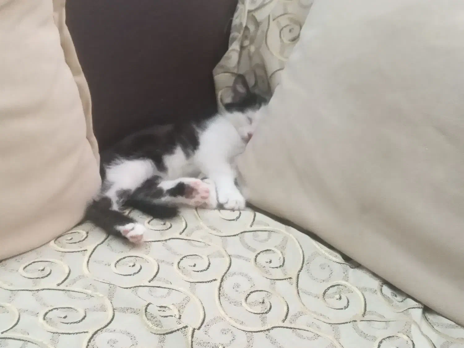 بچه گربه بازیگوش|گربه|زنجان, |دیوار