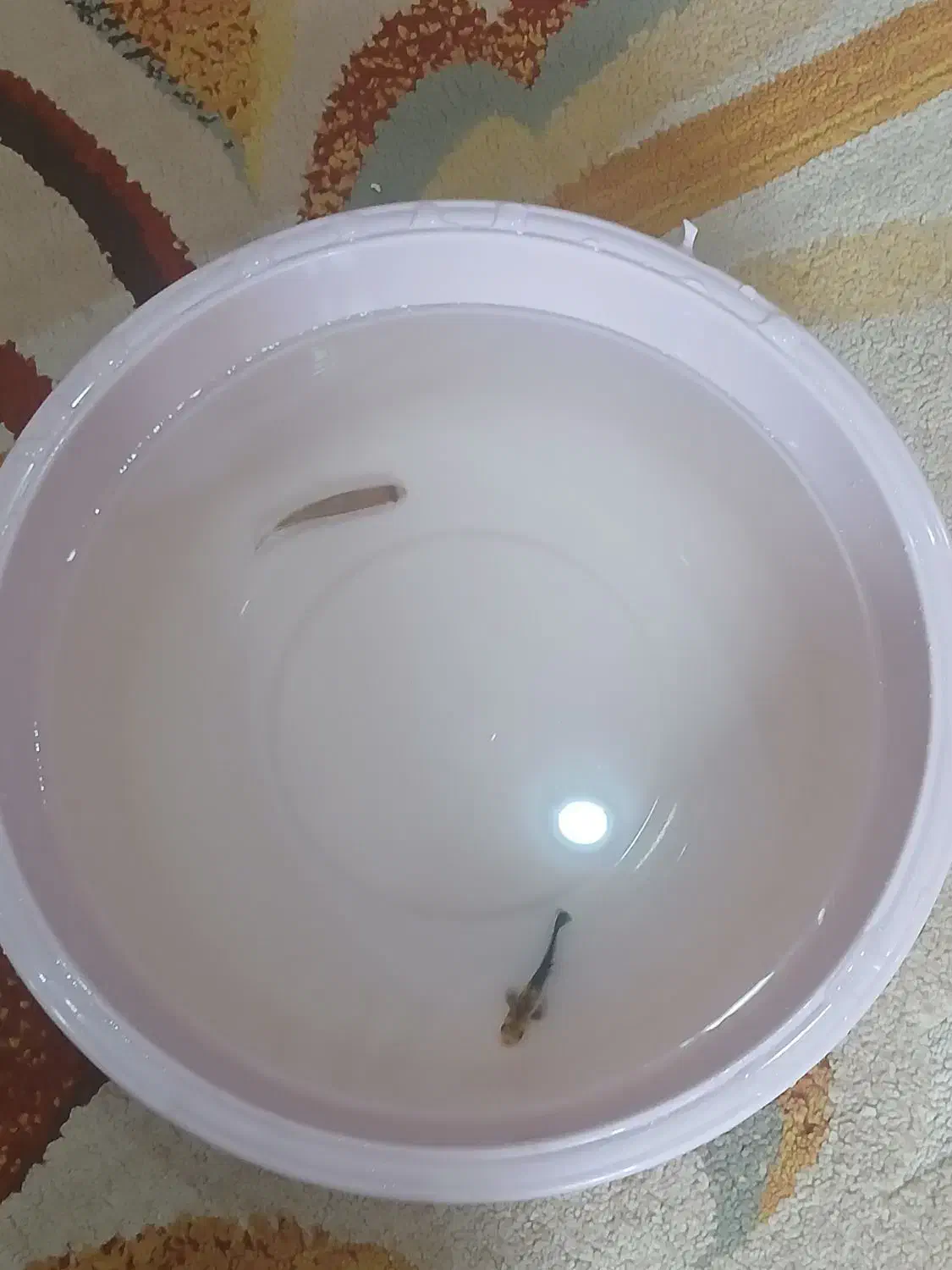 دوعدد ماهی فقط و فقط رایگان|ماهی|بندرعباس, |دیوار