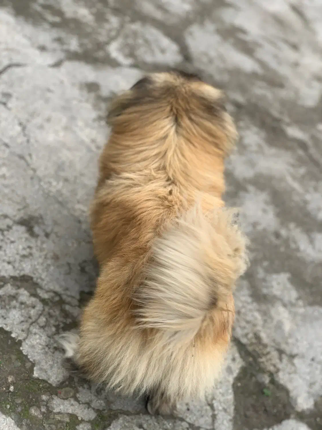 سگ پیکنیز خالص|سگ|رشت, کوی عرفان|دیوار