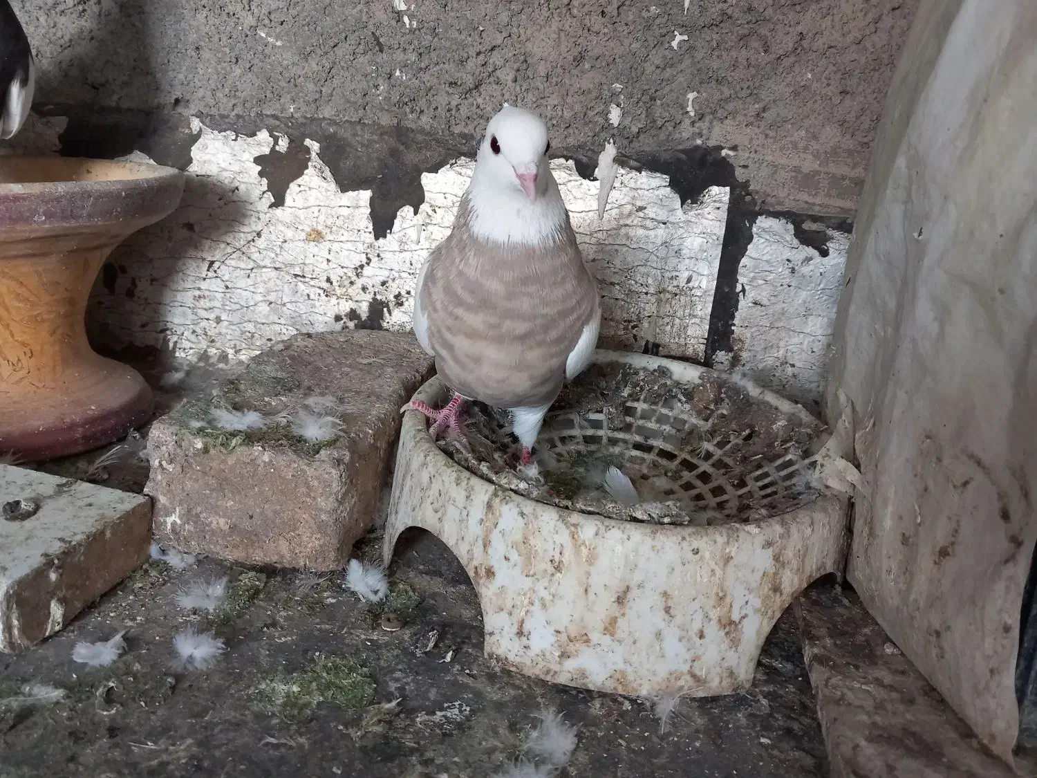 طوقی|پرنده|هرسین, |دیوار