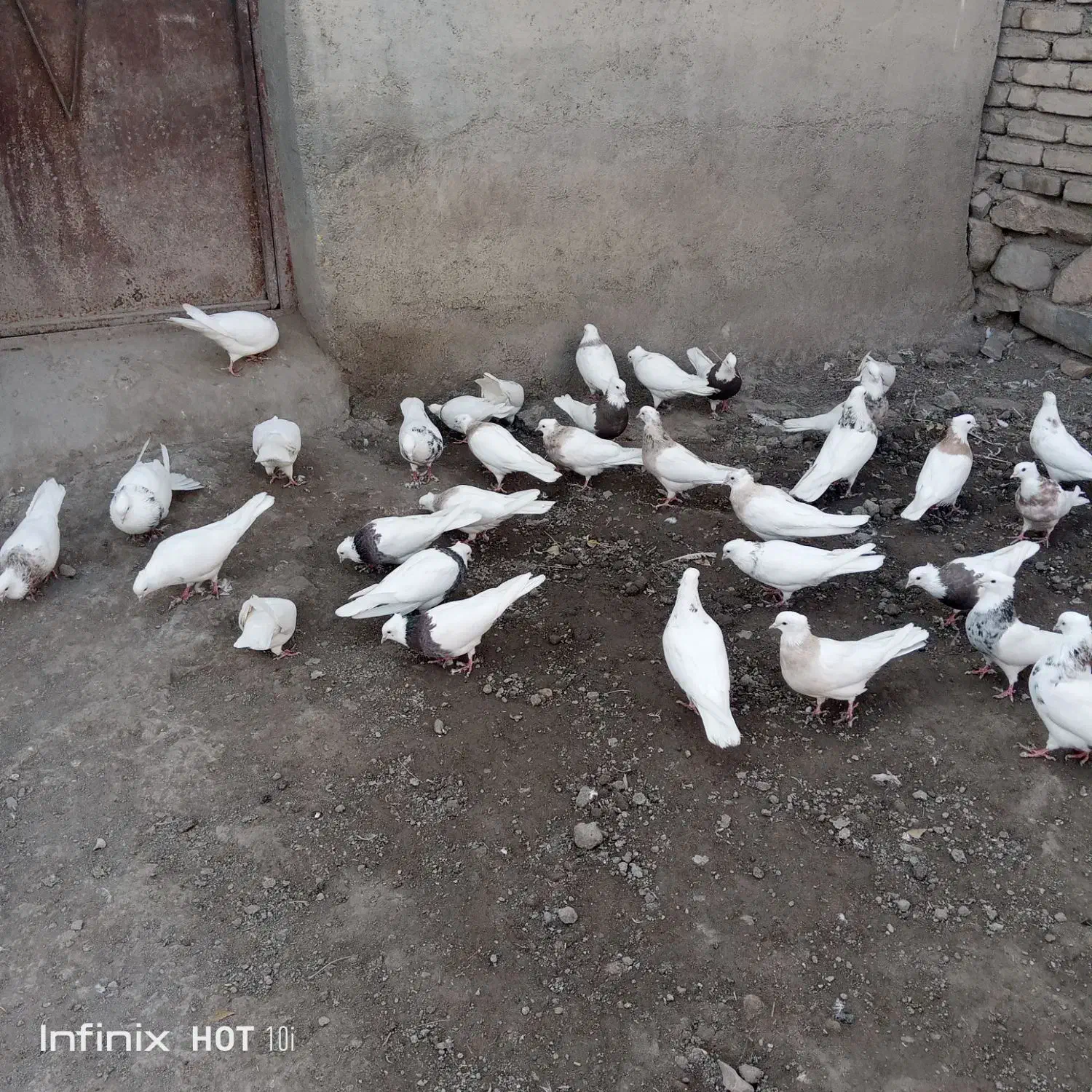 فروش کبوتر طوقی هر رنگی بخواهید دارم|پرنده|کرمانشاه, |دیوار