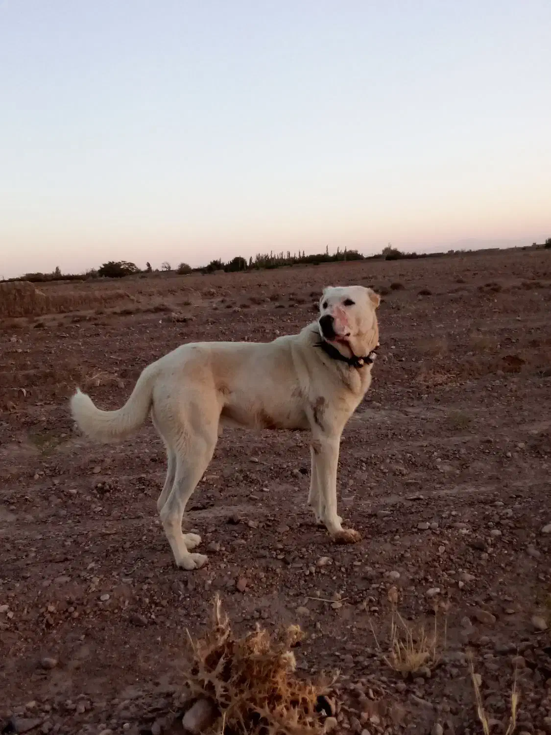 گم شده|حیوانات|اسفراین, |دیوار