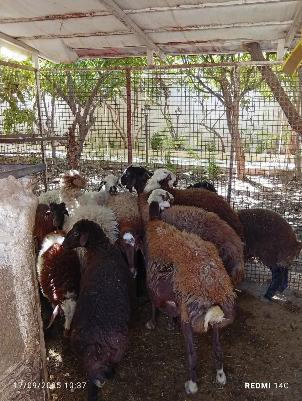 گوسفند زنده محلی درجه یک .بره شیری|حیوانات مزرعه|فردیس, شهرک ناز|دیوار