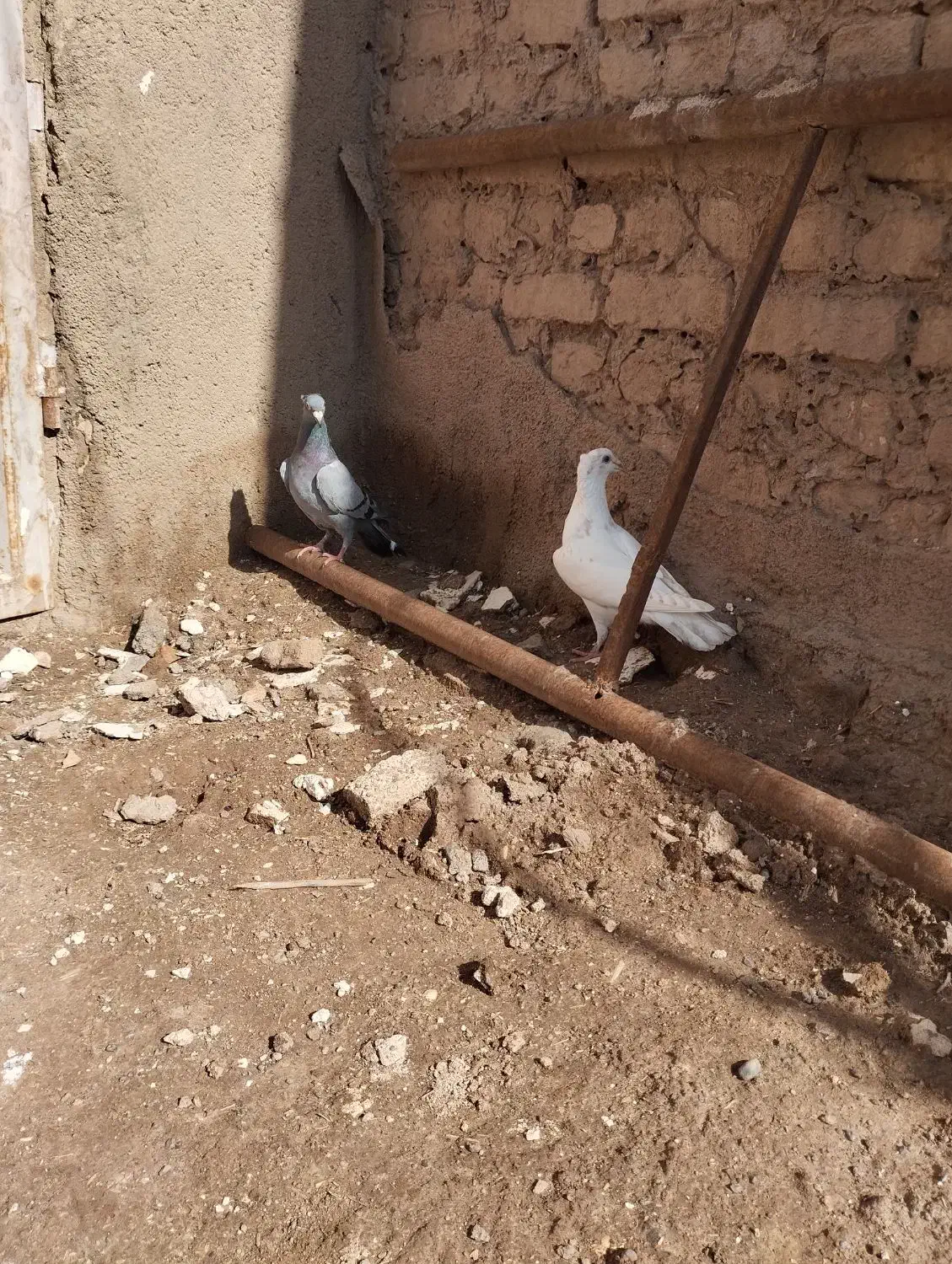 کفتر|پرنده|تربت‌حیدریه, ترمینال|دیوار