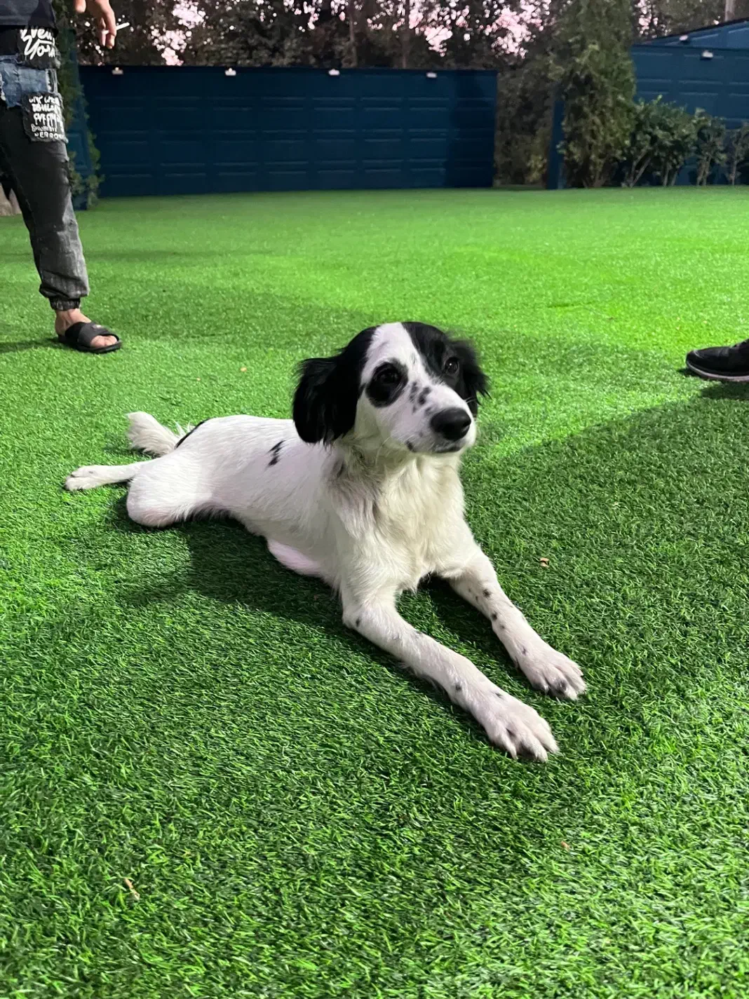 سگ گمشده در شهریار|حیوانات|شهریار, شهرک امیریه|دیوار