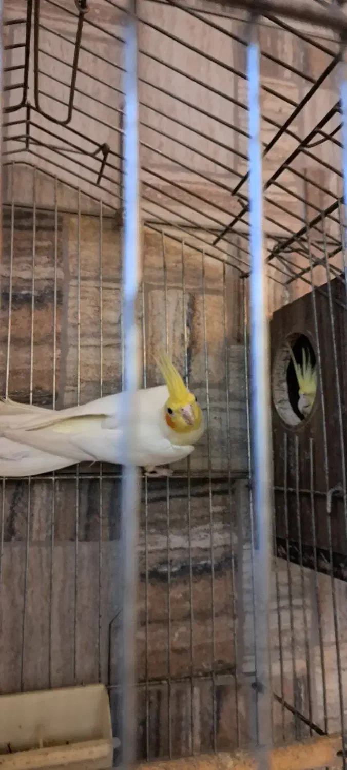 عروس هلندی|پرنده|خرمشهر, |دیوار