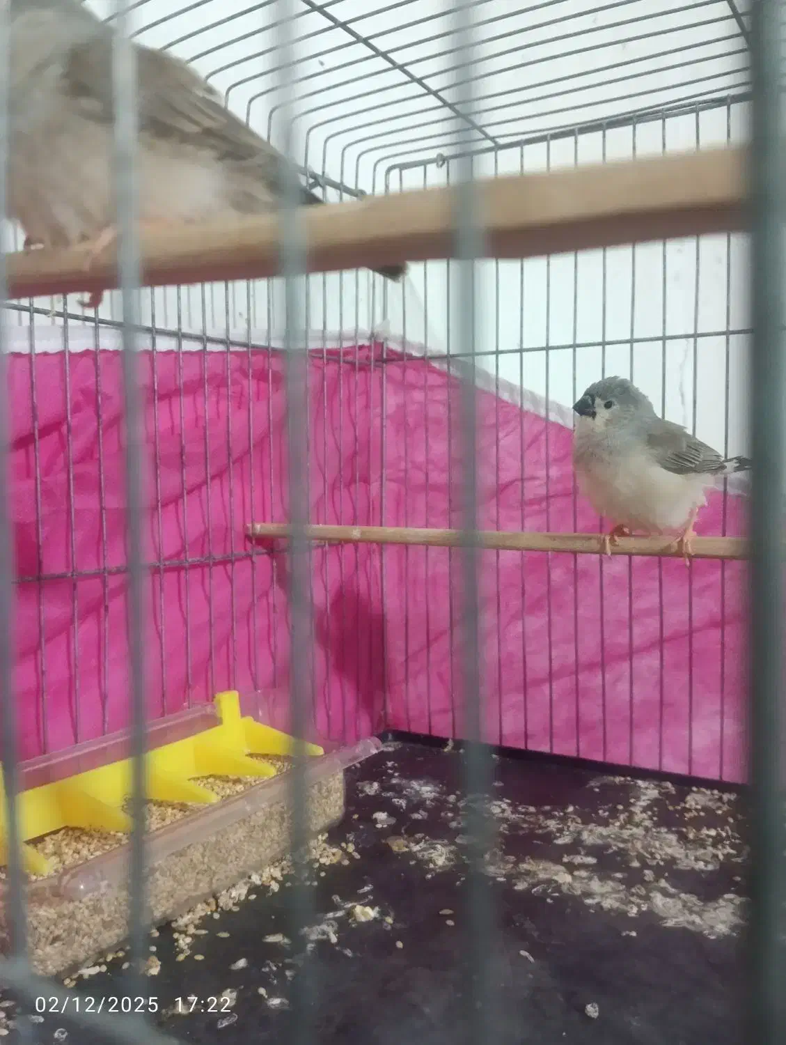 فنچ|پرنده|بندرعباس, |دیوار