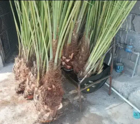 دارابی|حراج|داراب, |دیوار