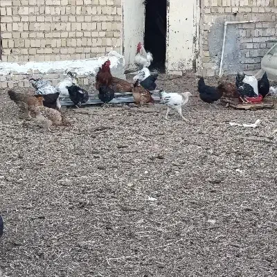 فروش ۵۰ عد مرغ و خروس شهر شال تکی و کلی|حیوانات مزرعه|شال, |دیوار