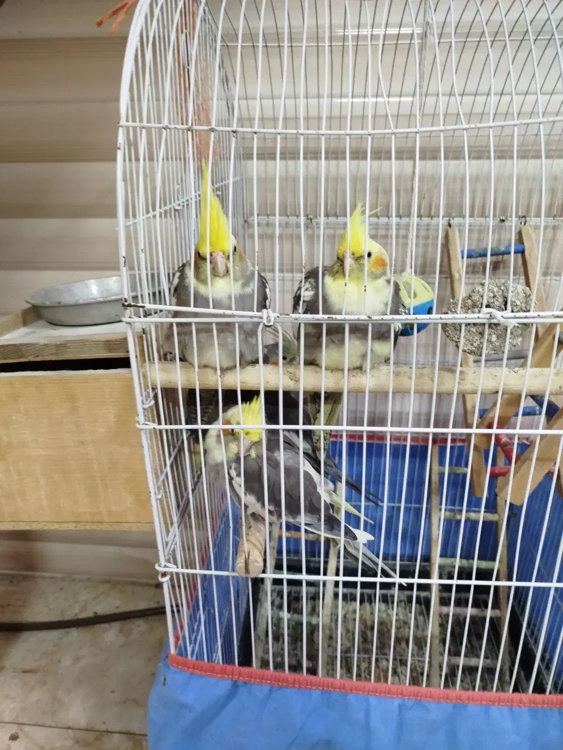 عروس هلندی نر و ماده|پرنده|سنگر, |دیوار