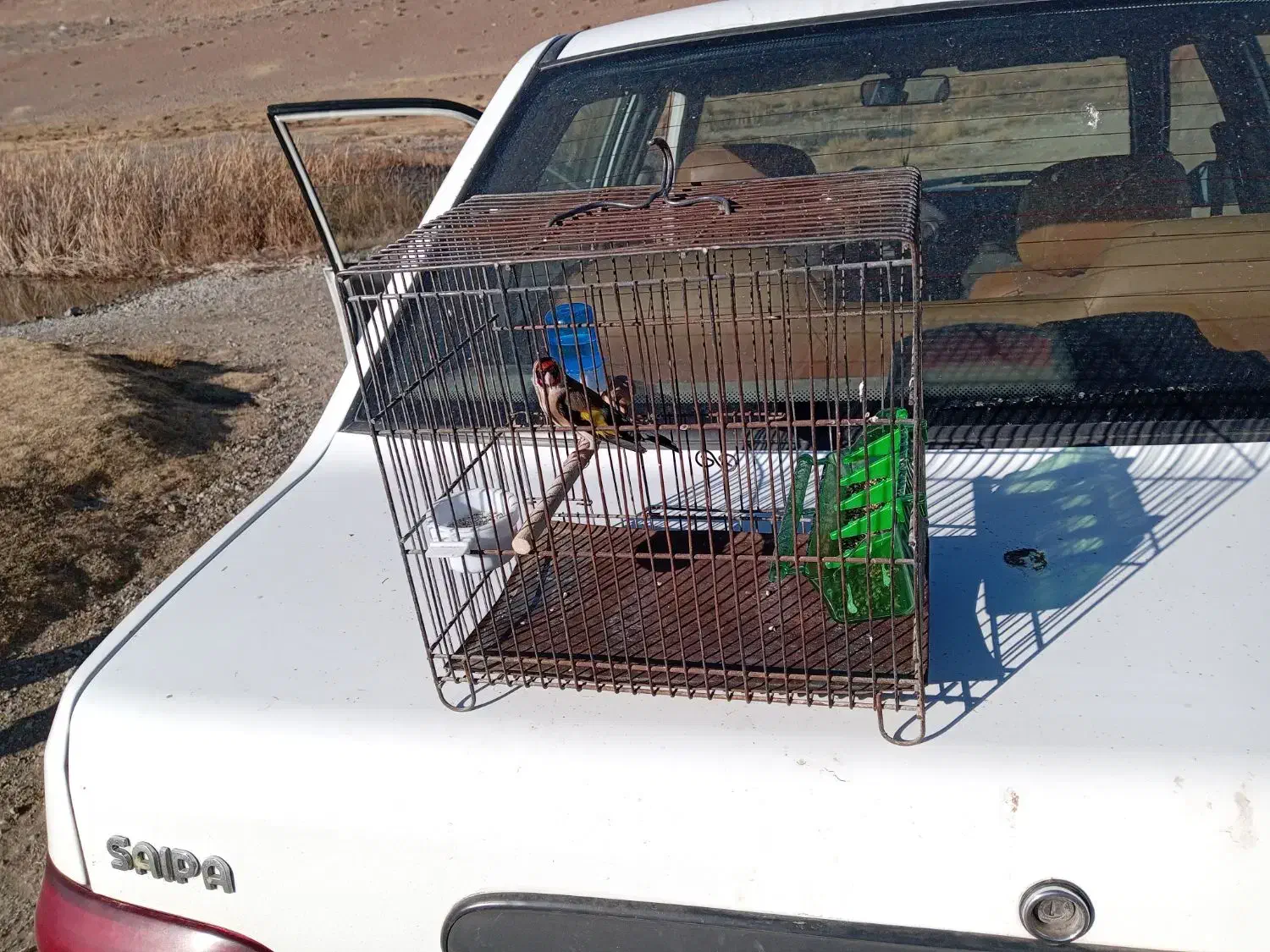 سهره جوجه نر|پرنده|سنقر, |دیوار