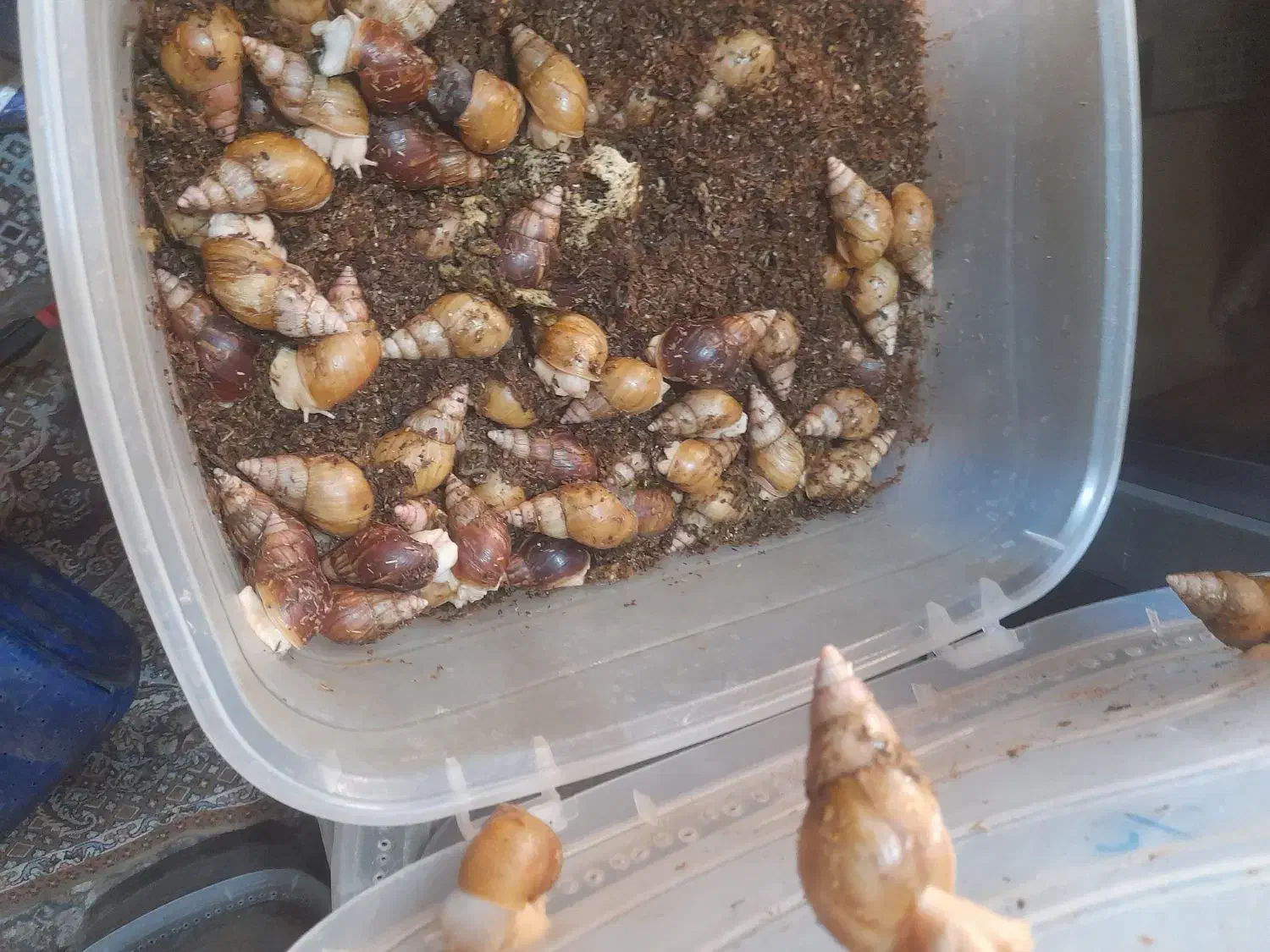 حلزون|خزنده|شیراز, نشاط|دیوار