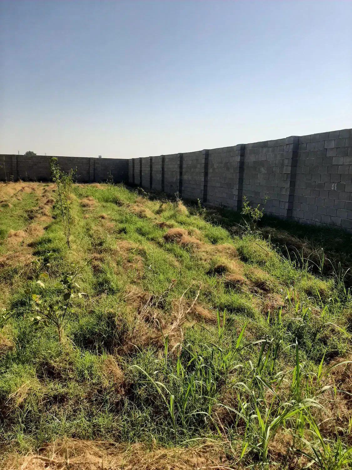 قطعه باغ ۱۰۰۰ متر|فروش دفتر صنعتی، کشاورزی، تجاری|دزفول, |دیوار