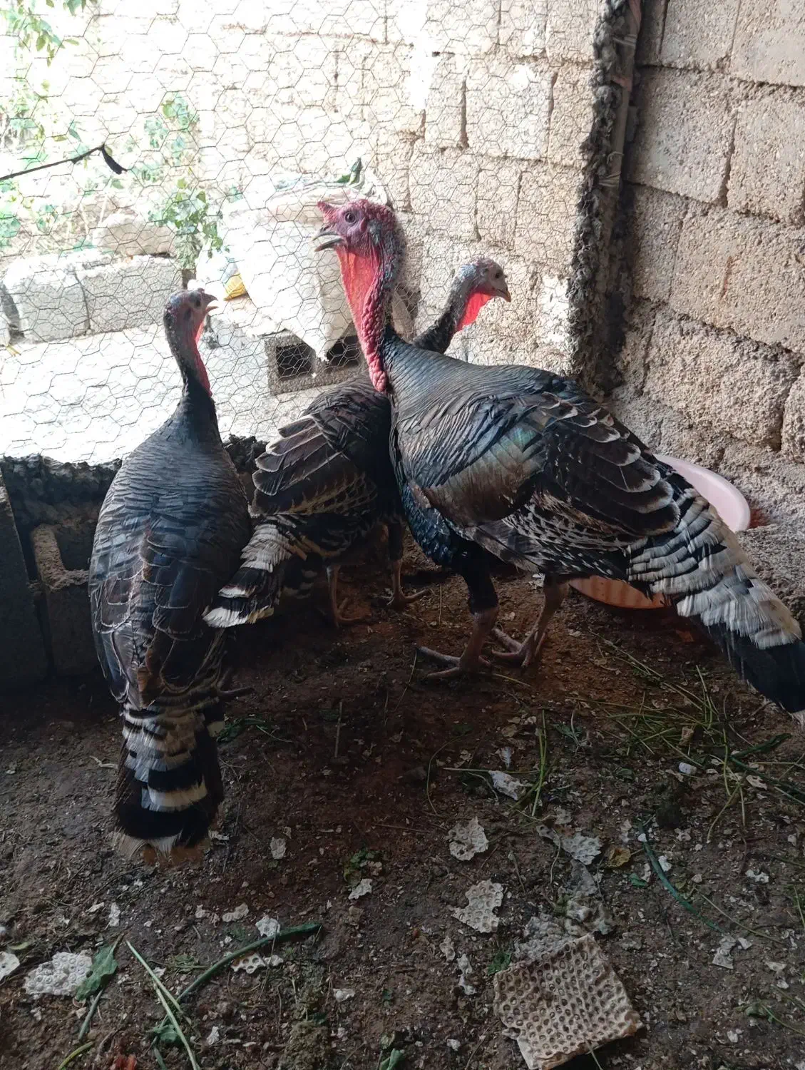 بوقلمون|حیوانات مزرعه|بندر گناوه, |دیوار