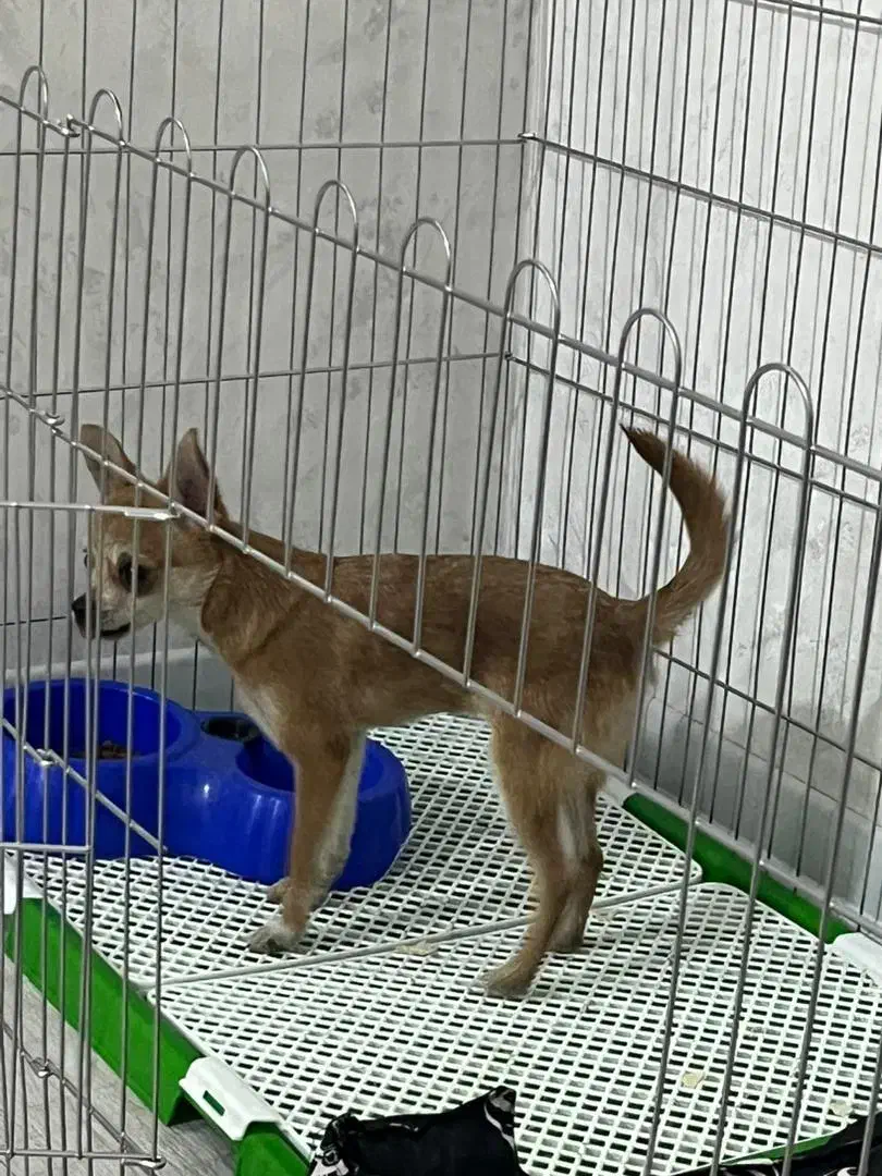 سگ شیواوا|سگ|ری, دولتآباد|دیوار