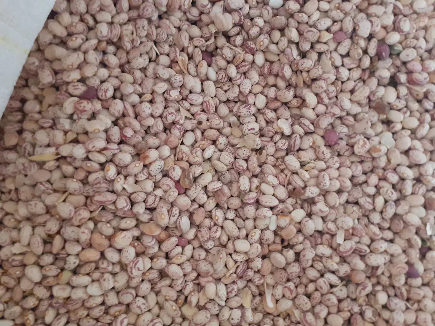 لوبیا چیتی|خوردنی و آشامیدنی|صمصامی, |دیوار