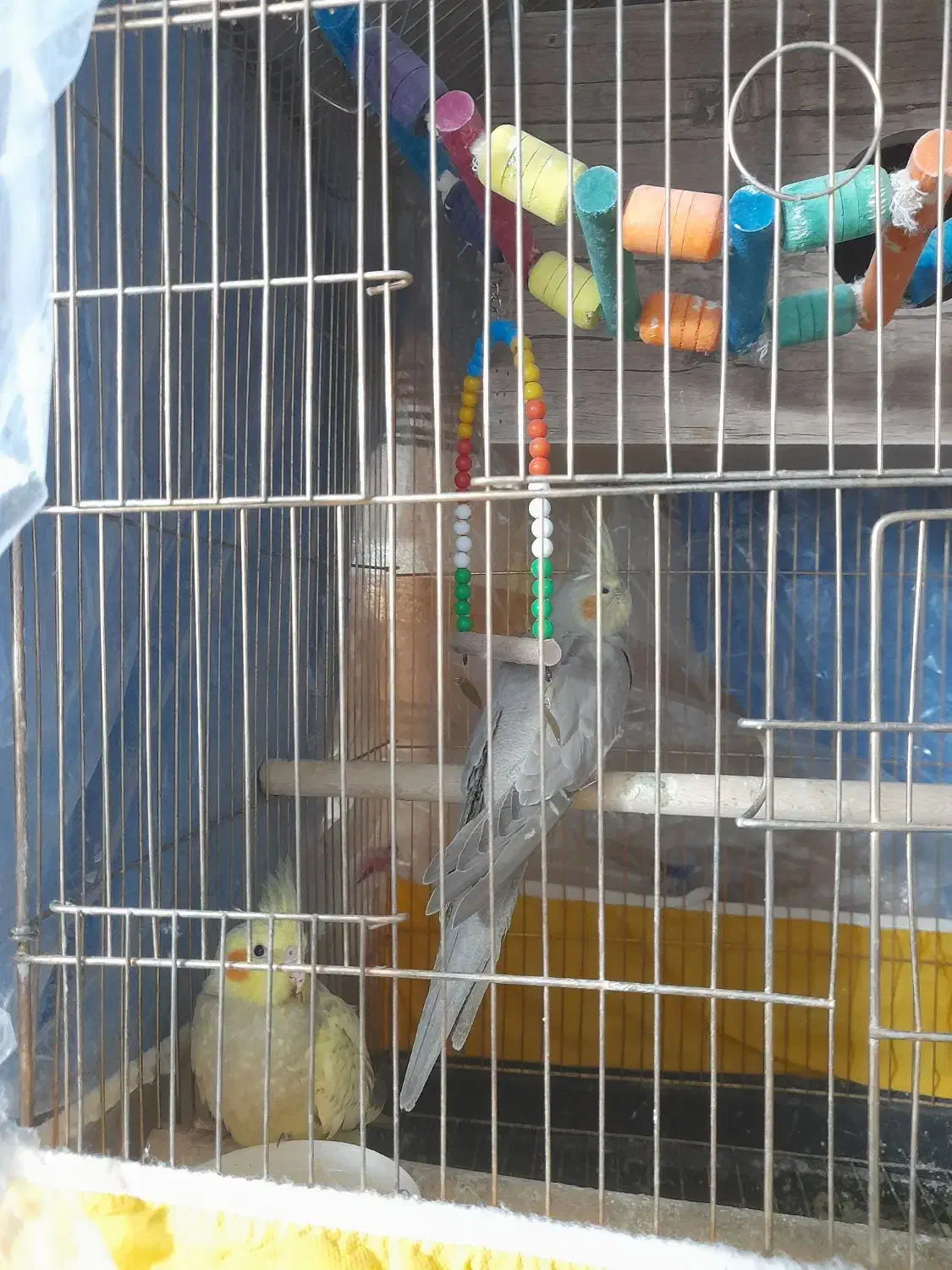 دوهفته عروس هلندی بایه جفت تخم گذاشته بقیمت|پرنده|شاهرود, |دیوار