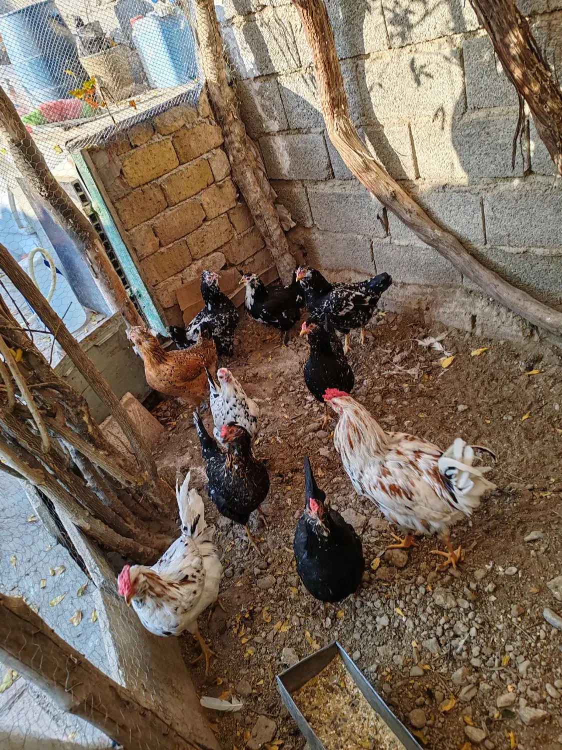 تخم نطفه دار گلین|حیوانات مزرعه|کرج, کیانمهر|دیوار