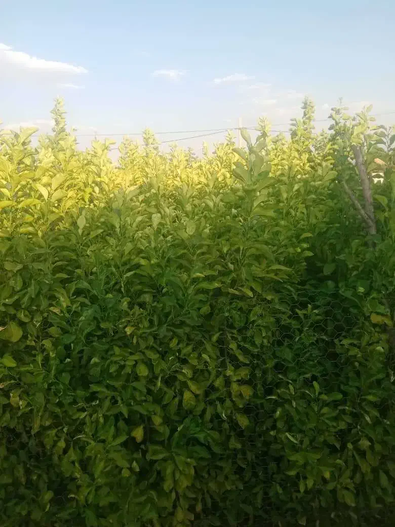 نهال مرکبات وسیاه درخت|گل و گیاه طبیعی|شیراز, پودنک|دیوار