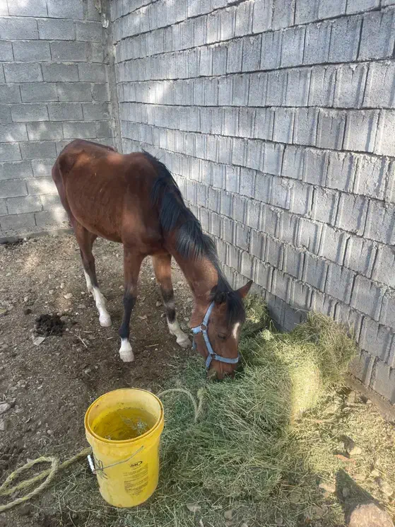 اسب دره شوری|اسب و تجهیزات اسب‌سواری|مرودشت, تخت جمشید|دیوار